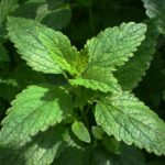 benefits of lemon balm