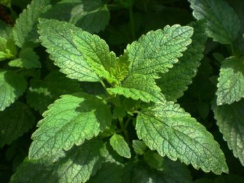 benefits of lemon balm