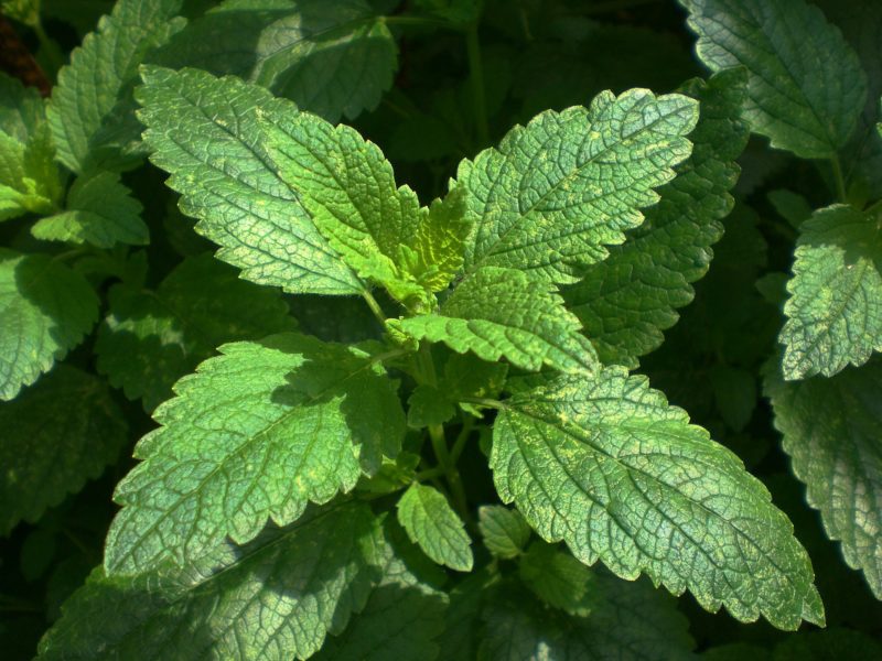 benefits of lemon balm
