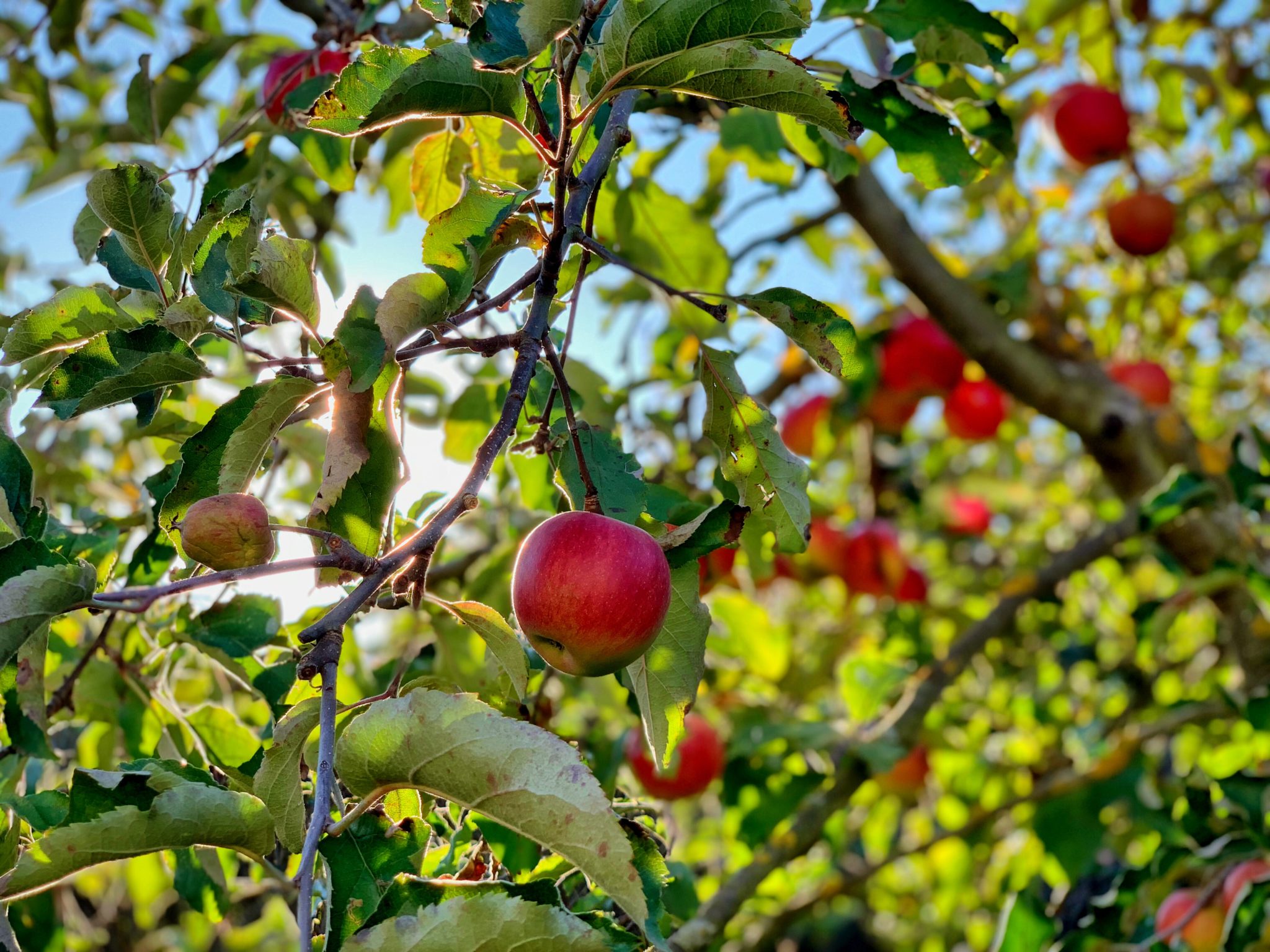 BAR Setting Fall Dessert- Apple Pie Bars rooted tates apple bars fall recipe apple photo