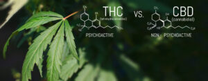 CBD Versus THC: 6 Things To Know