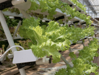 6 Types of Herbs You Can Grow In Your In-House Vertical Hydroponic Garden