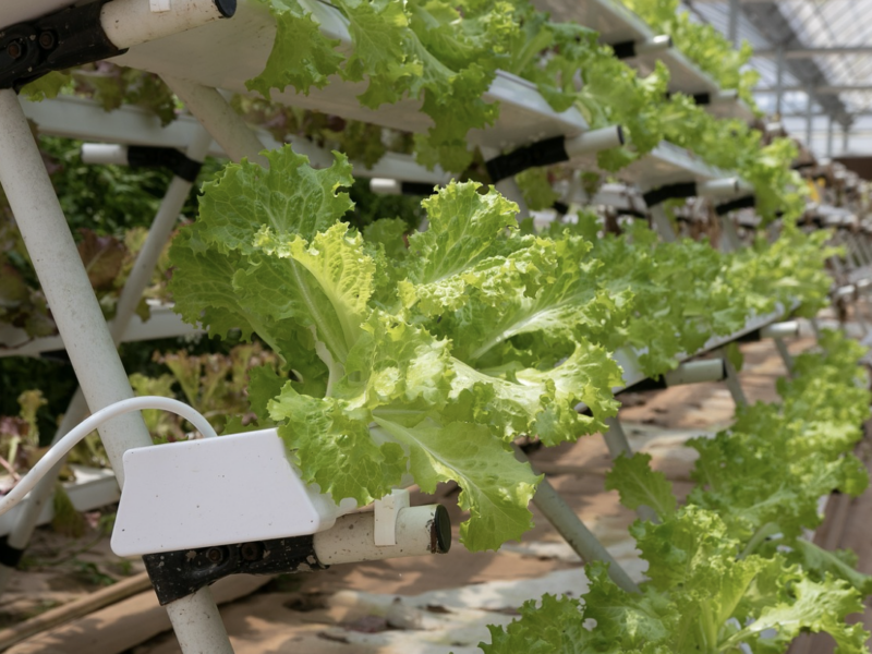 6 Types of Herbs You Can Grow In Your In-House Vertical Hydroponic Garden