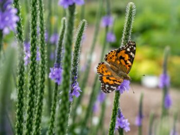 Lawn Alternatives: Exploring Low-Maintenance and Eco-Friendly Options