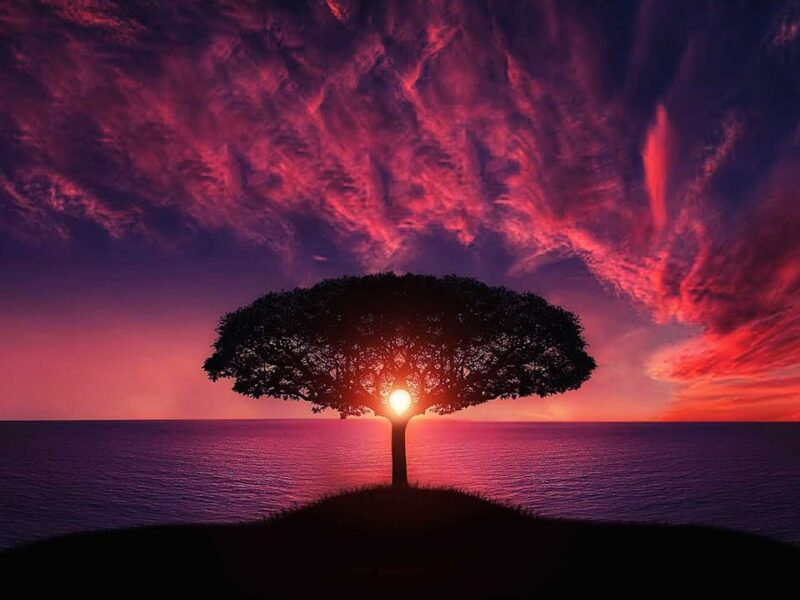 How Living Tree Memorials Inspire Self-Reflection and Spiritual Renewal