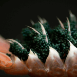 10 Best Companies Offering 11 Different Types of Caviar