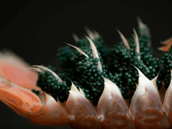 10 Best Companies Offering 11 Different Types of Caviar