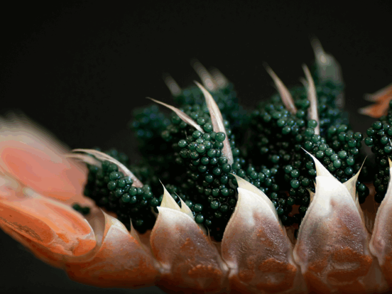 10 Best Companies Offering 11 Different Types of Caviar