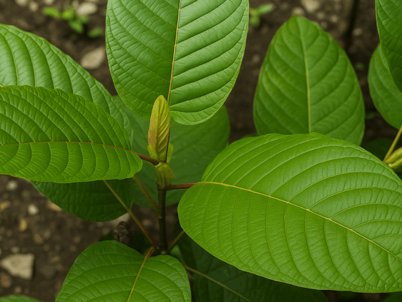 7 Qualities That Make Red JongKong Kratom Unique Among Users