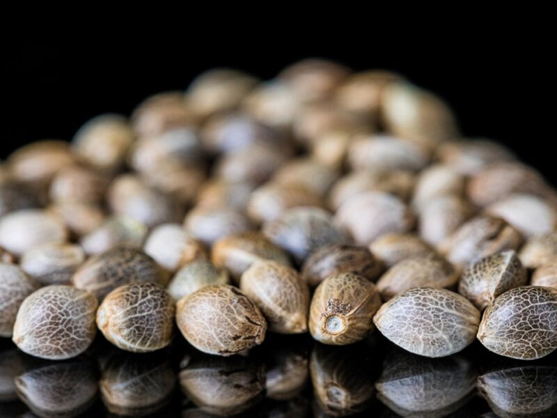 Best Weed Seeds in Australia Are Hiding in Plain Sight at Sacred Seeds Australia