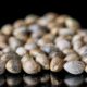 Best Weed Seeds in Australia Are Hiding in Plain Sight at Sacred Seeds Australia