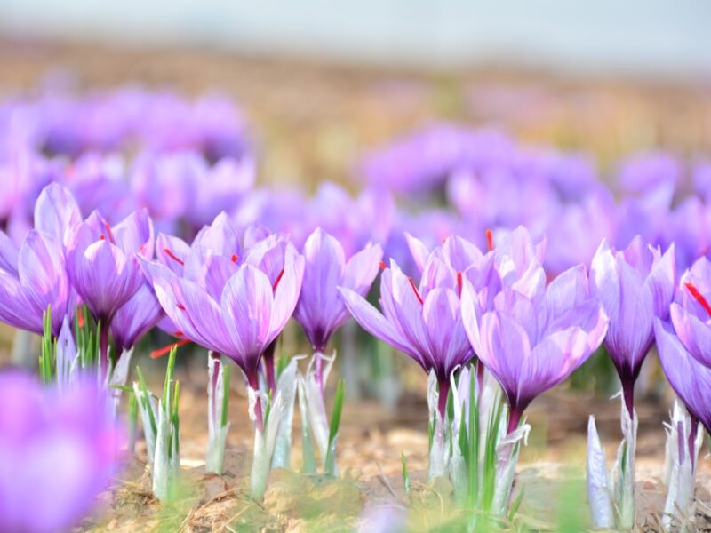 Saffron Flowers