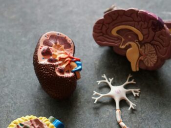 Why Real Food Matters More Than Ever for Long-Term Organ Health